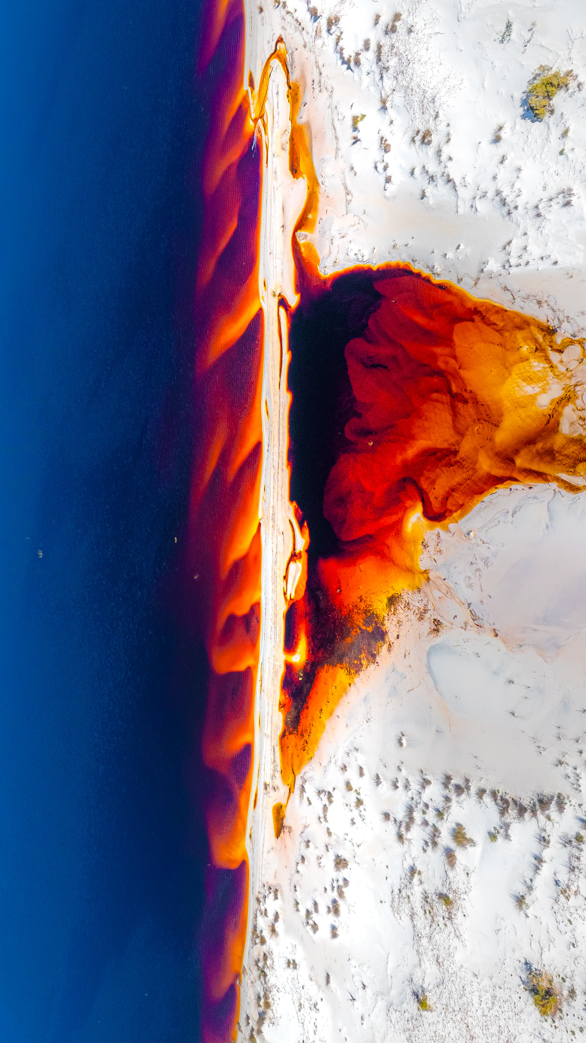 Liquid Amber — intrepid